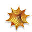 Mathematica icon